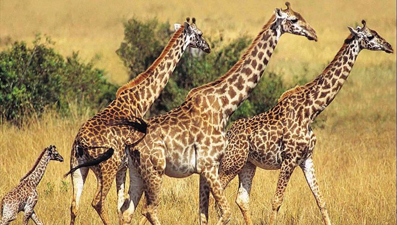 animal planet (3)