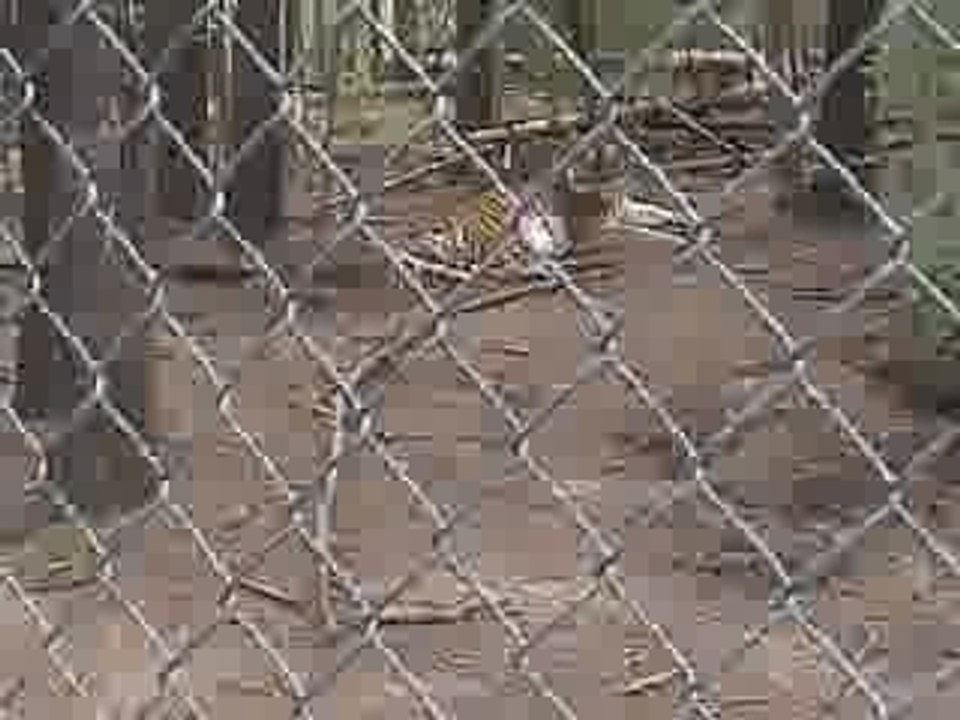 Attaque-tigre-surprise