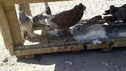 acil dişi lazım tecavüzcü coşkun gibi