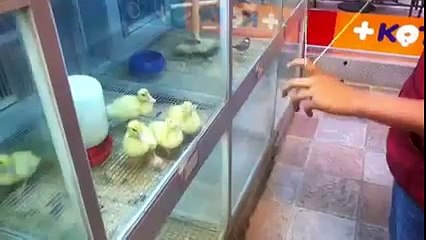 Adorable little ducklings follow every move of yo yo master
