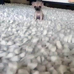 This must be the smallest dog on earth! - YouTube