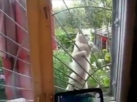 самые смешные видео про животных, со всего рунета