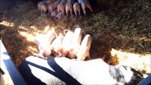cochons animaux de ferme | farm animals pigs