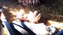 cochons a la ferme pigs farm animals