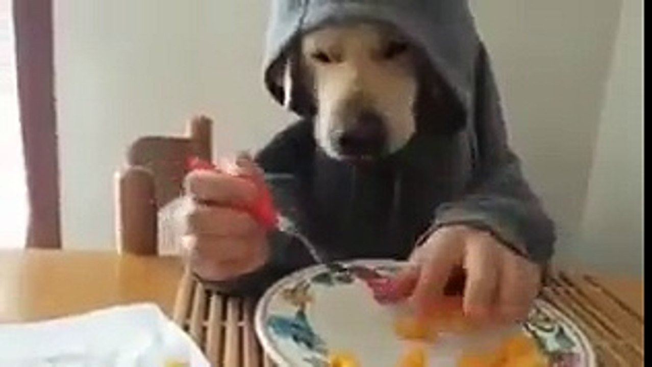 Dog take its brakefast like man