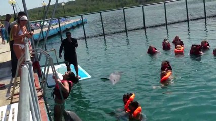 Dolphin helps girl get out of the water