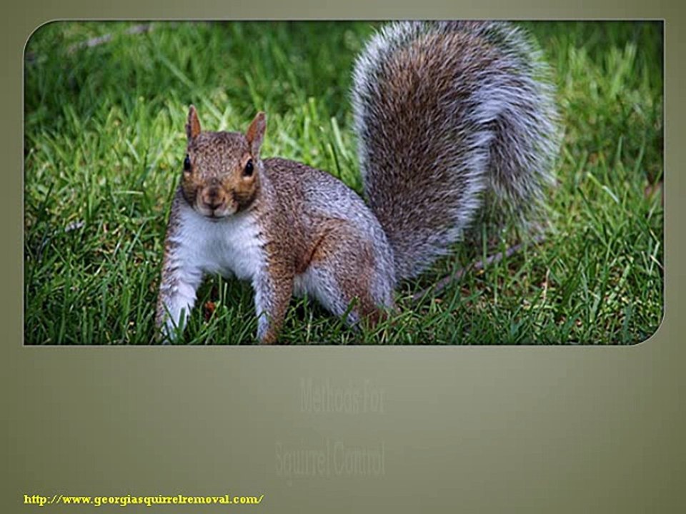 Methods for Squirrel Control