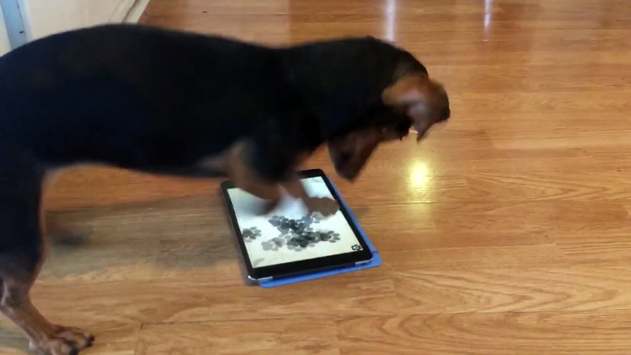 Un Chien accro à son nouveau Jeu sur iPad