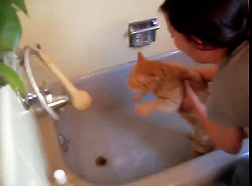 Official Video: Cat Bath Freak Out -Tigger the cat says 'NO!' to bath