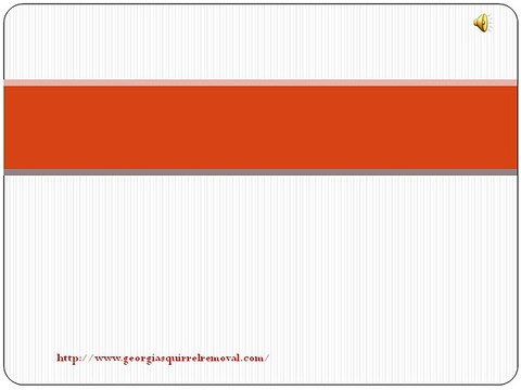 How To Remove Squirrels In Attic