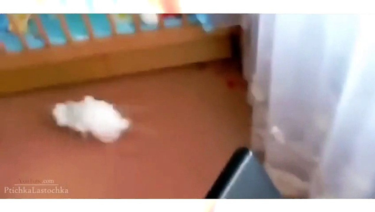 funny video clip