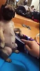 Chú chó bị chủ bắt nạt, dạy dỗ, videao hai huoc