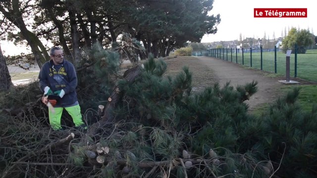 Paimpol. Une trentaine de pins maritimes à abattre