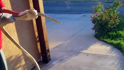 Guido Scared of Snakes