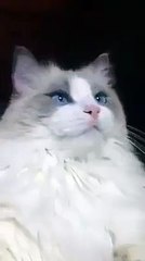 Chat choqué Brossage de dent