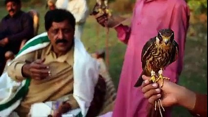 Falcony in Chitral & Gilgit