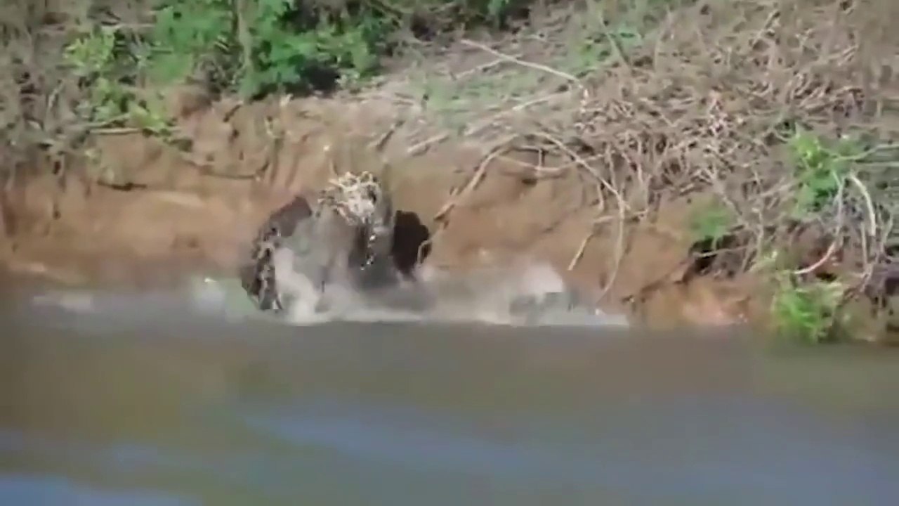 Ozzy Man Reviews The Lives of Animals Dailymotion Video