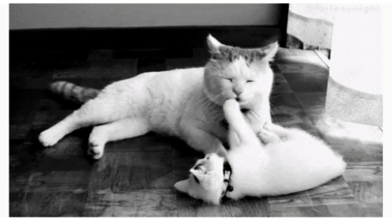 Cute cats