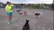 Dogs chasing RC car at the park - YouTube