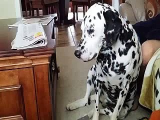 Dogs Vs Raat Ki Neend - Very Funny Dogs