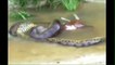 WORLD'S LARGEST LONGEST BIGGEST SNAKE FOUND IN INDIA