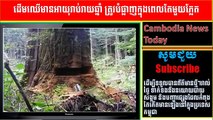 Cambodia News Today | Thousand of Growing but Just Destroy Few Minutes | Khmer hot nwes
