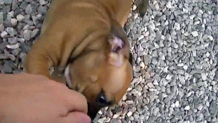 98ème vidéo Chiot n°3 Femelle de STAFFORDLAND