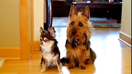 That awkward moment when your dogs start snitchin on each other - YouTube