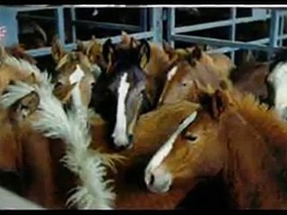 Horse brutal slaughter