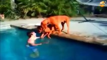 شاهد ماذا فعل الكلب عندما ظن أن صاحبه يغرق