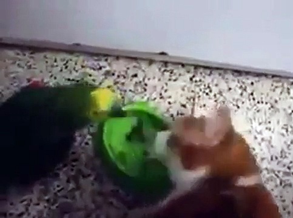 Cat funny clip