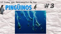 10 Cosas que Desconocías de los PINGÜINOS