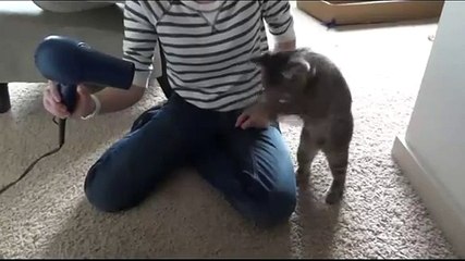 ШОК: Кот умора против фена