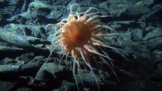 Beautiful Types Of Octopus In The Deep Blue Sea Under Ocean Ground