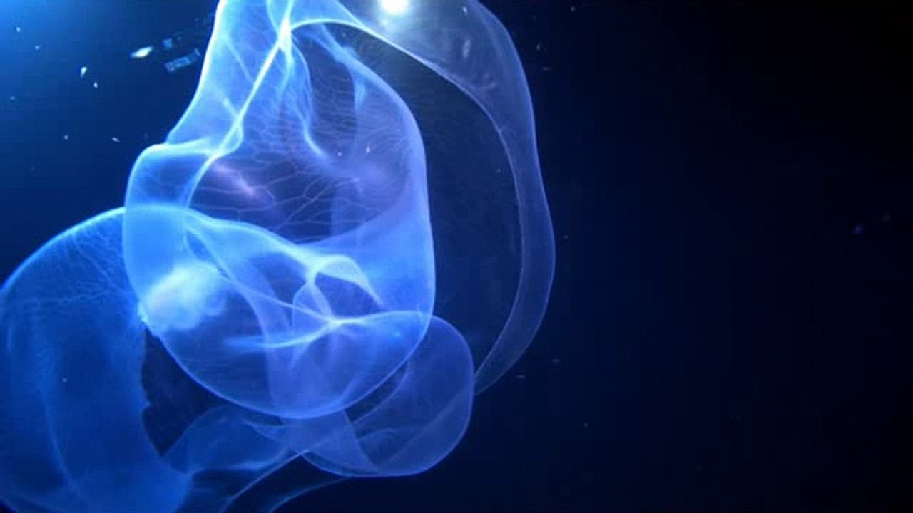 Under Deep Blue Sea Awesome Beautiful Insects Of Ocean Animals