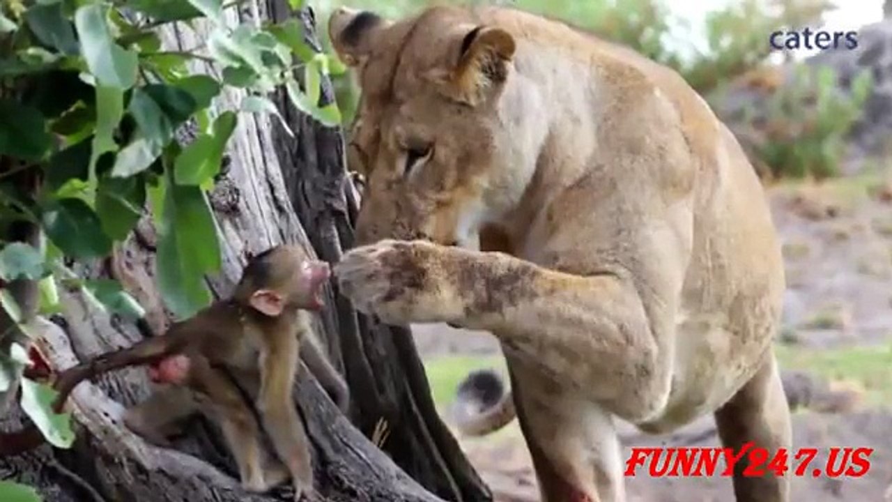 Lion save  Baby animals
