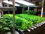 Hydroponic Tips and Tricks for Beginners