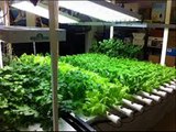 Indoor Gardening Plants in carbondale