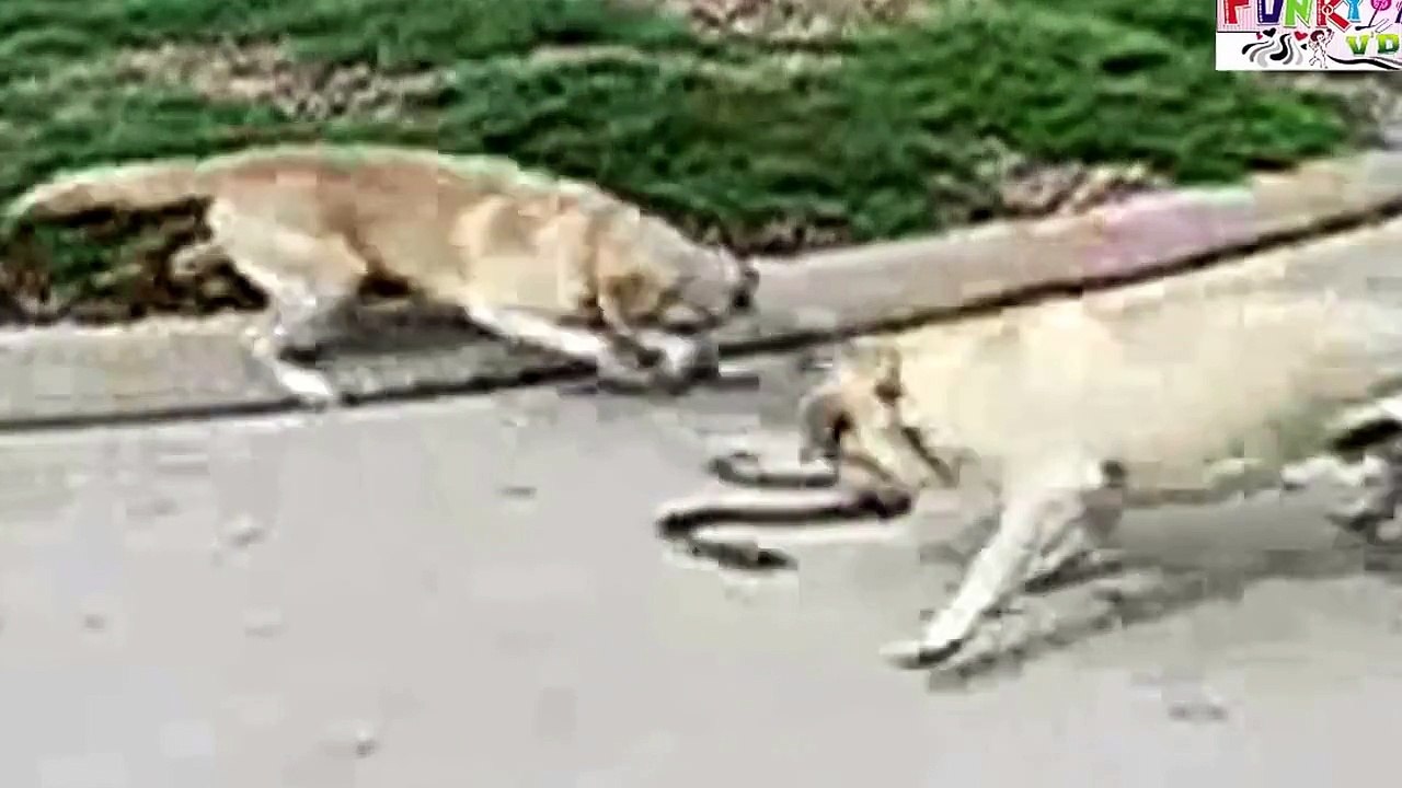 Boos & Bravos:Snake V/S Dogs – The Final Fight Video