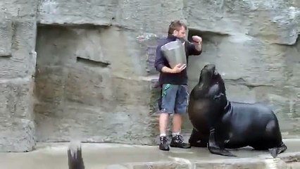 Comparte este pez, el hombre. Sellos divertidos y focas