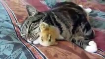 Mientras que el gato está dormido (parte 2). Pato divertido y gato durmiendo