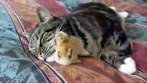 While the cat is asleep (part 2). Funny duck and sleeping cat