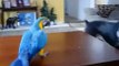 Macaws playing with the dog. Funny parrot and a dog