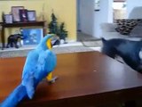 Macaws playing with the dog. Funny parrot and a dog