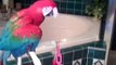 Macaws are washed under the shower. Funny parrots love the water