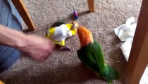 Parrots are fun to play. Funny parrots lovebirds