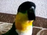 Parrot and laser pointer. Black-headed caique parrot plays with laser