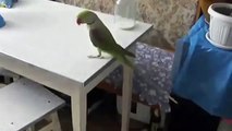 Parrot plays with a cat with his long tail. A cat and a parrot