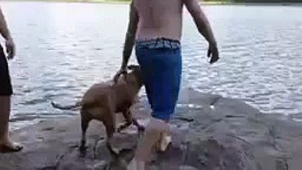 Rescate del perro. Perro divertido nada para el anfitrión