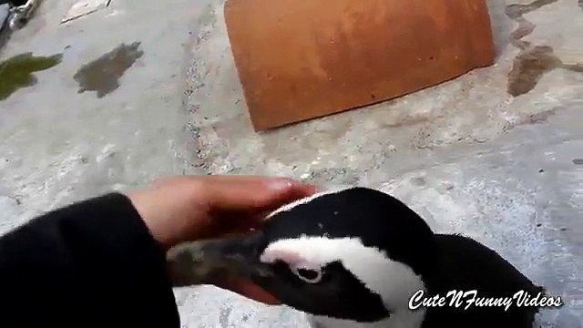 Pingüinos bocetos. pingüinos divertidos